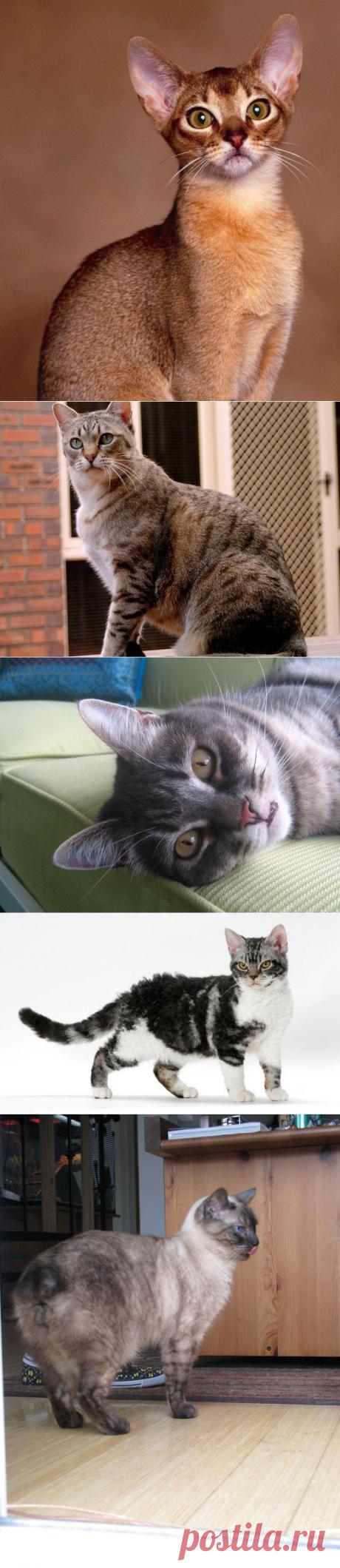 Кошки! Ах, эти милые создания....