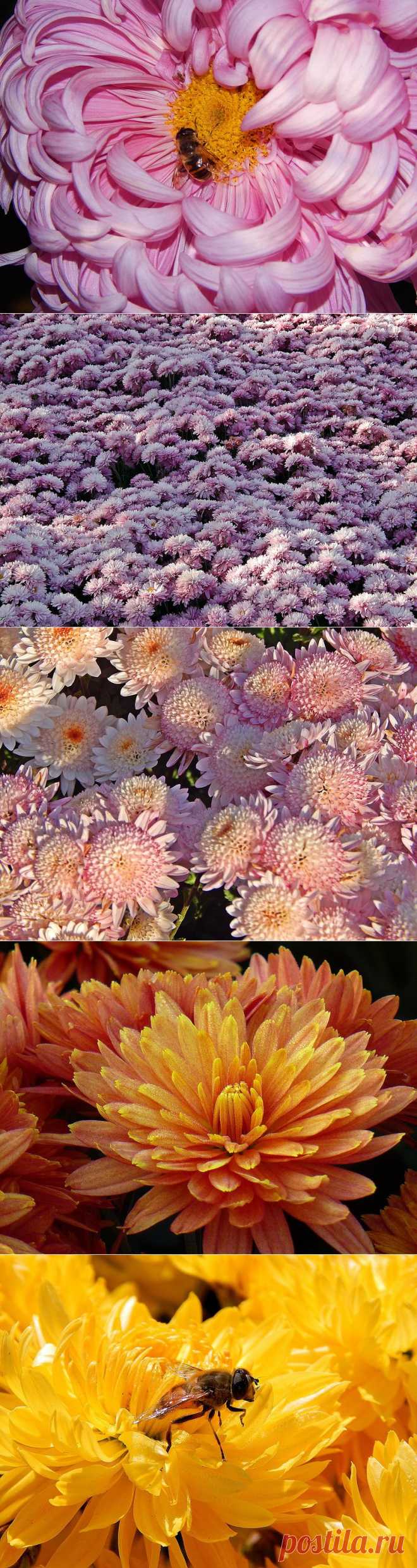 Великолепная хризантема! Выращивание, размножение, уход! - Блог Три и ночка
