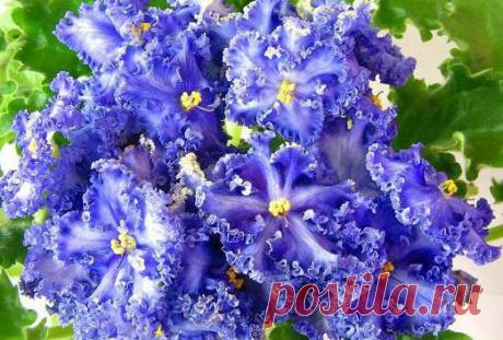 Фиалка Reigning Beauty: фото и описание