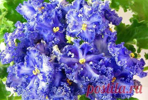 Фиалка Reigning Beauty: фото и описание