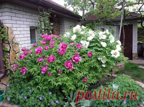 Все в курсе, что пионы надо омолаживать, но когда и как?
Опытные садоводы рекомендуют делить куст каждые 4-5 лет. Связано это с корнями.
У старых кустов, растущих много лет без деления, они сильно переплетены и соединены наверху плотной тканью, образованной отмершими стеблями, различными наростами, составляющими корневую шейку, на которой расположены почки возобновления.
Такие корни приходится выкапывать с большим трудом, так как у пиона они сами по себе хрупкие и ломк...