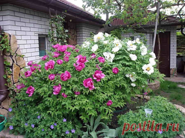 Все в курсе, что пионы надо омолаживать, но когда и как?


Опытные садоводы рекомендуют делить куст каждые 4-5 лет. Связано это с корнями.

У старых кустов, растущих много лет без деления, они сильно переплетены и соединены наверху плотной тканью, образованной отмершими стеблями, различными наростами, составляющими корневую шейку, на которой расположены почки возобновления.

Такие корни приходится выкапывать с большим трудом, так как у пиона они сами по себе хрупкие и ломк...