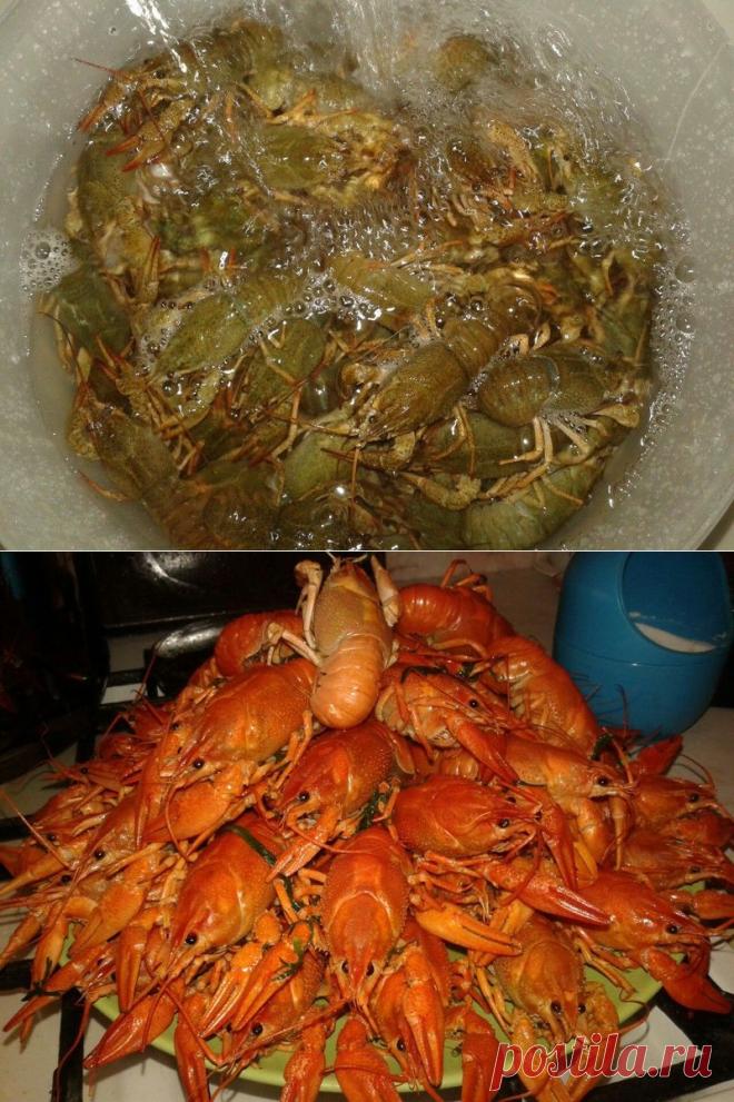 Смотрите и запоминайте! Как правильно сварить раков — Вкусные рецепты