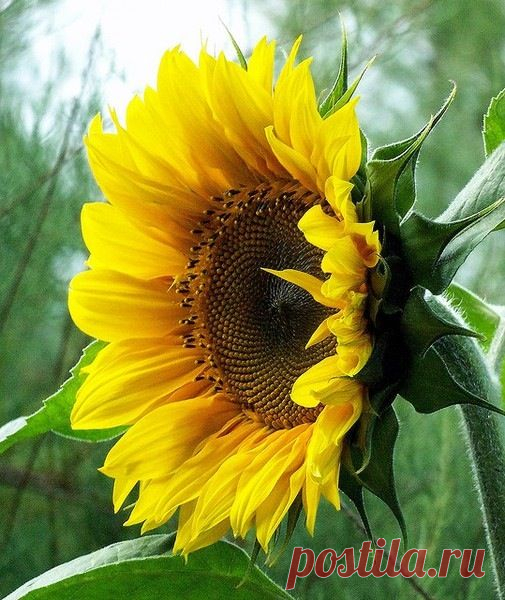 Макросъемка Подсолнуха