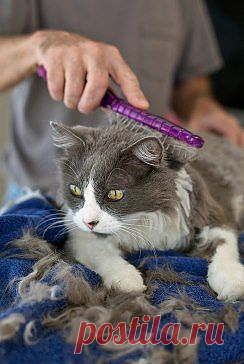 Уход за шерстью кошки – хлопотное занятие. 
Чем длиннее шерсть, тем чаще ее нужно расчесывать. В этом деле вам понадобится помощник. Первый раз рекомендуем обратиться  к ветеринару, он подберет нужную расческу для питомца. 

А как часто вы расчесываете кошку?