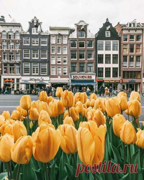(2) Beautiful World
Amsterdam