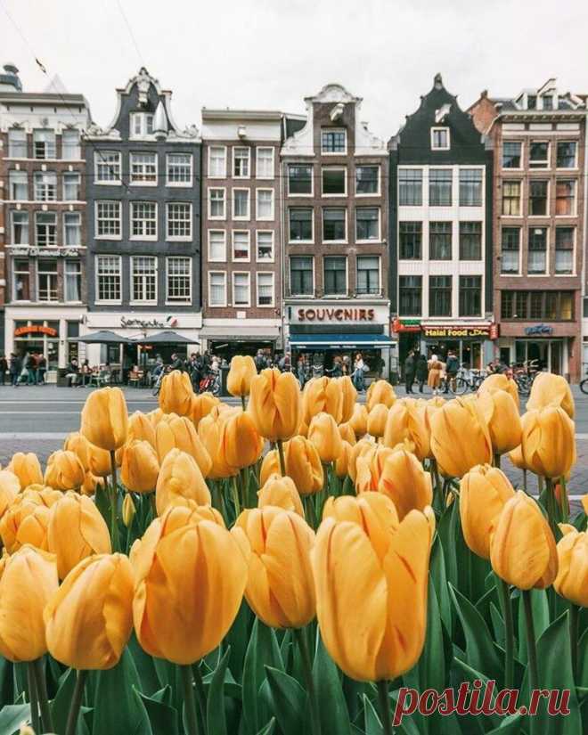 (2) Beautiful World
Amsterdam