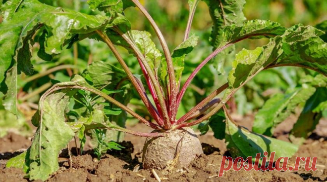 Закопайте ботву от свеклы на огороде: на следующий год участок не узнаете