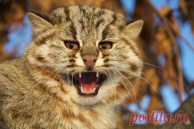 Amur Forest Cat Pics In Their Chonky Majestic Glory - I Can Has Cheezburger?