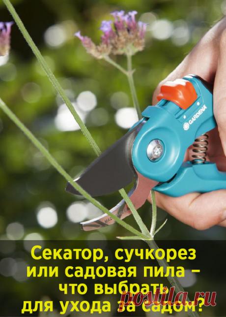 Секатор, сучкорез или садовая пила – что выбрать для ухода за садом?