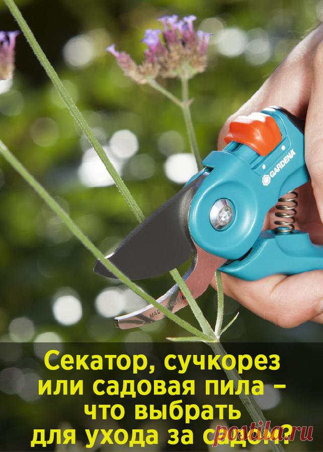Секатор, сучкорез или садовая пила – что выбрать для ухода за садом?