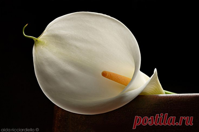 Lily of the Nile.... / photo by Aida Ricciardiello / Lucia Lassandro