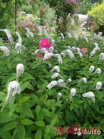 Вербейник Ландышевый - садовый многолетник на дачу купить в Санкт-Петербурге | Товары для дома и дачи | Авито