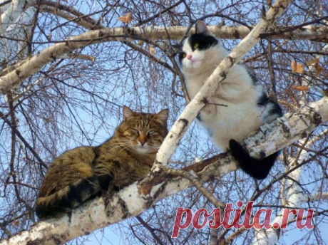 Коты прилетели... Вестники весны