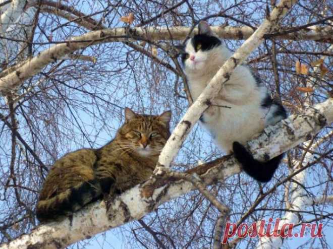 Коты прилетели... Вестники весны
