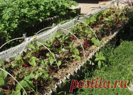 Польза использования мульчи на садовых участках В последнее время появляется информация про использование мульчи на садовых участках. Мульчу применяют и в фермерских и в приусадебных хозяйствах и всегда оказывается, что она положительно влияет на почву и растения...