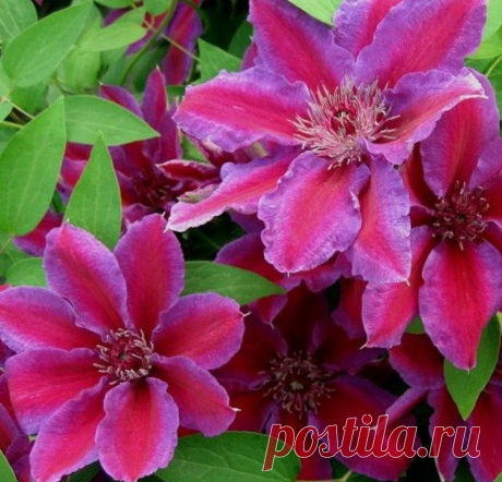 Клематис — красавица лиана — 6 соток