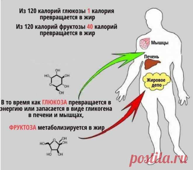 Фруктоза – самый сладкий углевод природного происхождения. Она не переваривается организмом, а направляется в печень и там превращается в жир. И по мере увеличения жира в этом органе появляется сопротивляемость инсулину и диабет второго типа. Вот к чему приводит жировая дистрофия печени.