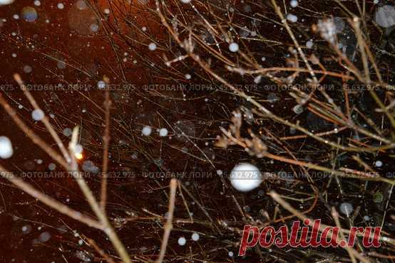 Close-up of illuminated branches at snowy winter night. Стоковое фото, фотограф Ilaronsia / Фотобанк Лори