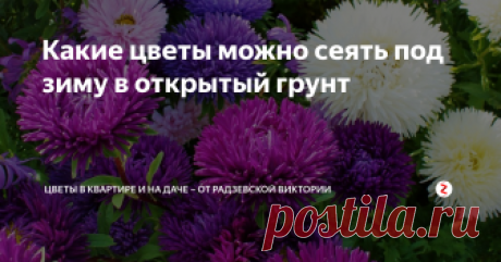 Какие цветы можно сеять под зиму в открытый грунт Многие садоводы не знаю, что цветы можно сажать под зиму. А ведь есть много прекрасных однолетних и многолетних растений, которые сеют осенью.
