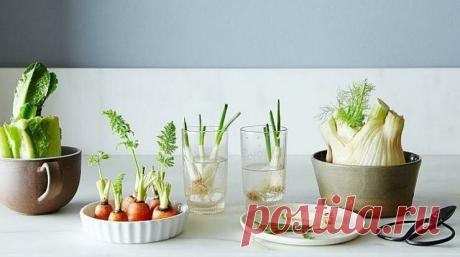 Выгонка зелени зимой на подоконнике: много полезных советов | Антонов Сад | Яндекс Дзен