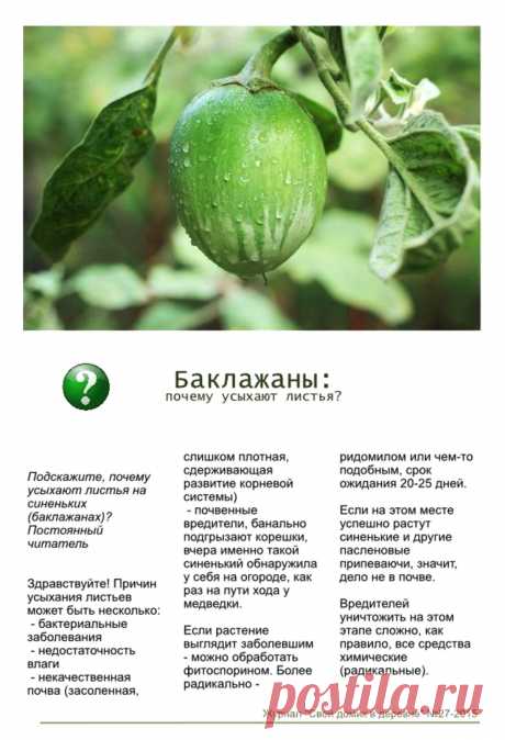 Баклажаны: почему усыхают листья?