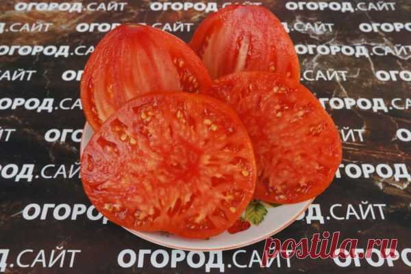Томат Минусинские огромные сердца, семена | ОГОРОД.сайт