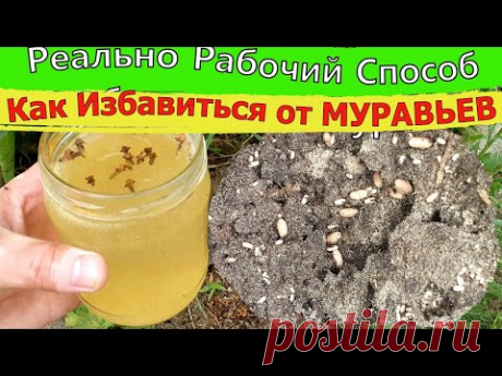 Я в Шоке! Муравьев Разъедает Прямо На Глазах! Реально Рабочий Способ как ибавиться от муравьев