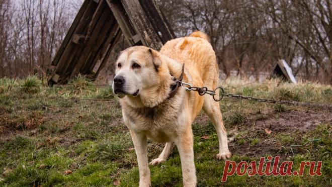 В Тюменской области пенсионерка сломала руку из-за нападения соседского алабая. В Тюменской области хозяин алабая заплатит пострадавшей женщине компенсацию за нападение пса. Об этом сообщили в прокуратуре региона. В сентябре 2023 года в селе Черноярка Нижнетавдинского района собака породы алабай напала на 62-летнюю ...