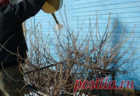 Ответы на часто задаваемые вопросы.
Как избавиться от вредителей чёрной смородины.
Вопрос:
"Уже несколько лет болеют кусты смородины. На листьях пятна, похожие на ржавчину, упала урожайность. Как быть?
Ответ:
Заболевание известное. На нижней стороне листьев появляются желтые пятна, а сверху они светлее. Со временем пятна разрастаются, на некоторых образуются споры гриба. Пораженные листья преждевременно буреют и засыхают. Источником болезни являются споры гриба, которые зимуют на листьях и опавш