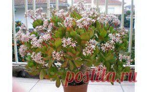 Что нужно для цветения денежного дерева