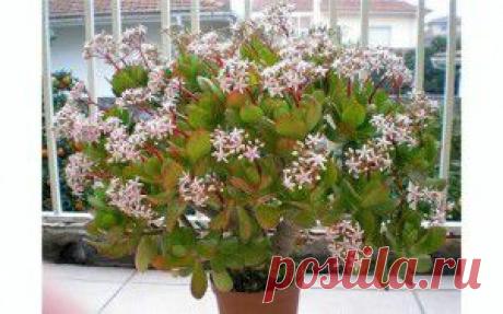 Что нужно для цветения денежного дерева