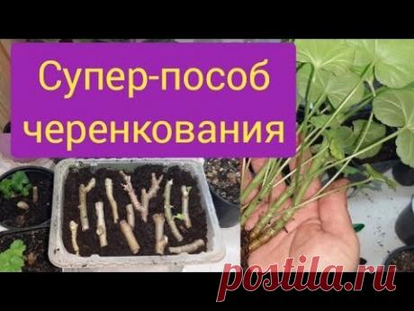 Эти черенки пеларгонии точно приживутся!