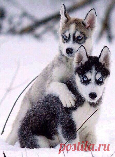 хаски щенки