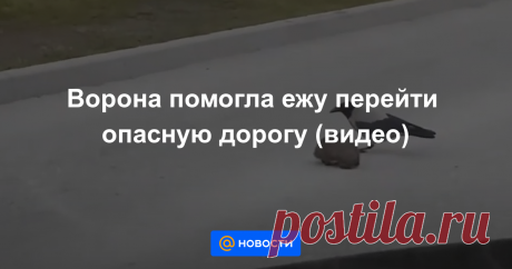 Ворона помогла ежу перейти опасную дорогу (видео) Взаимовыручка животных в действии.