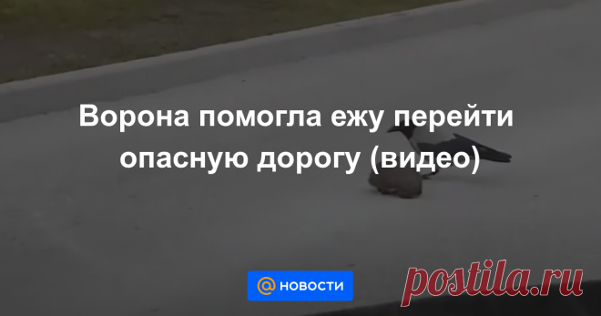 Ворона помогла ежу перейти опасную дорогу (видео) Взаимовыручка животных в действии.