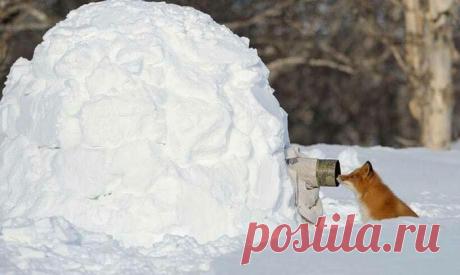 Фотографам дикой природы часто мешают животные