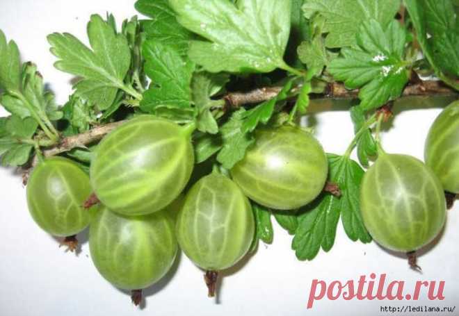 7 вкусных витаминных настоек на водке (спирте)