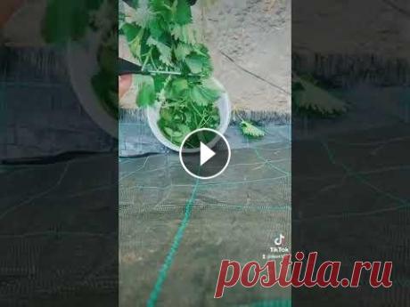 Удобрение из крапивы для подкормки растений Удобрение из крапивы для подкормки растений...