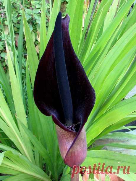 Black Calla