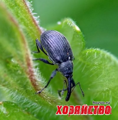Поставьте заслон долгоносику