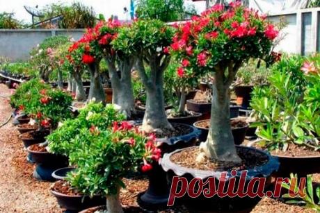 Все об адениуме