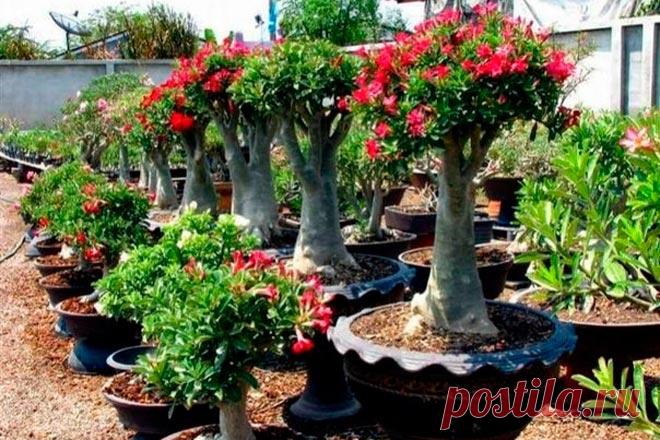 Все об адениуме