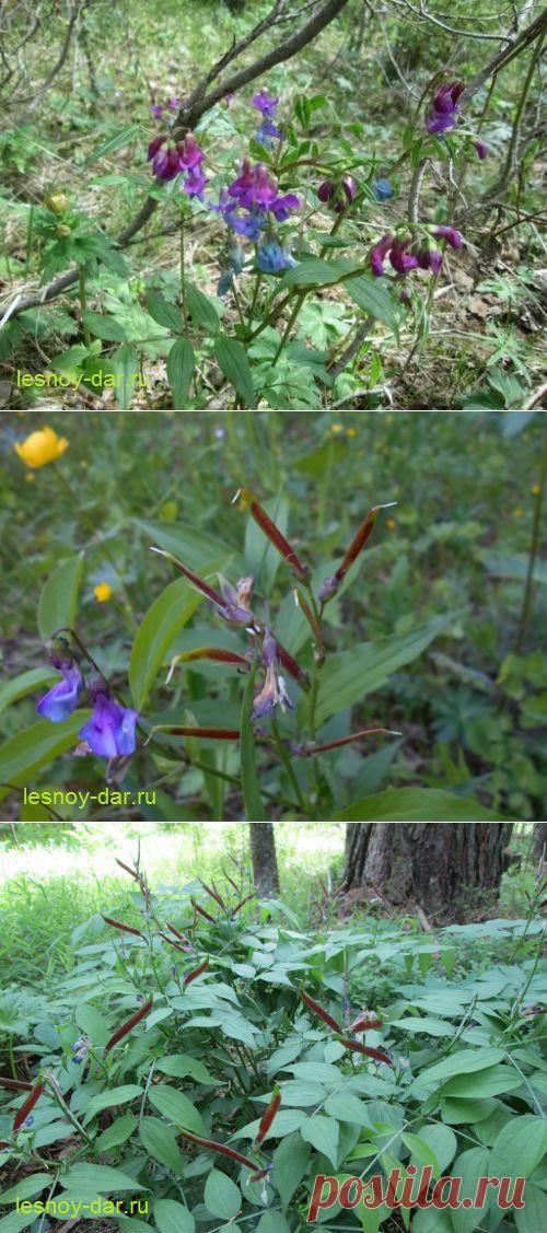 Чина весенняя | Лесная кладовая