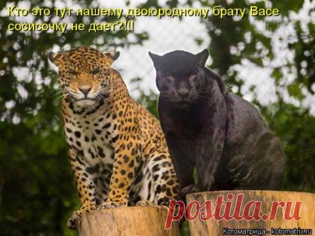 Смешные котоматрицы, и не только с котами)))