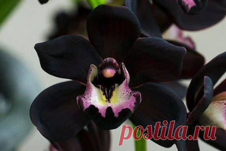 Чёрная орхидея - прекрасное растение, цветы которого обладают изумительным запахом ванили. Этот удивительный цветок стал результатом работы калифорнийских специалистов, создавших уникальный гибрид с лепестками практически черного цвета.