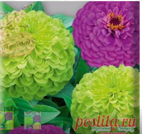 Семена Цинния изящная Павлин: описание сорта, фото. Купить с доставкой или почтой России.