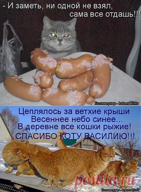 ПЯТНИЧНЫЕ КОТЫ. | ДОСТОЙНАЯ ЖИЗНЬ НА ПЕНСИИ