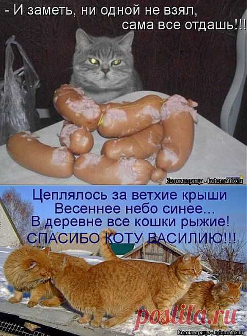 ПЯТНИЧНЫЕ КОТЫ. | ДОСТОЙНАЯ ЖИЗНЬ НА ПЕНСИИ