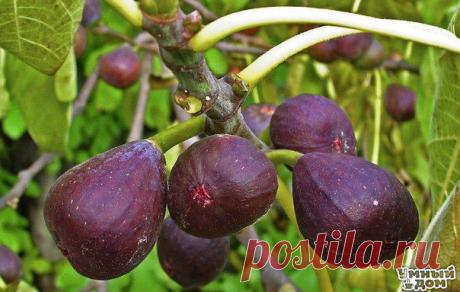 Как правильно вырастить инжир из семян | Хозяин и Хозяюшка